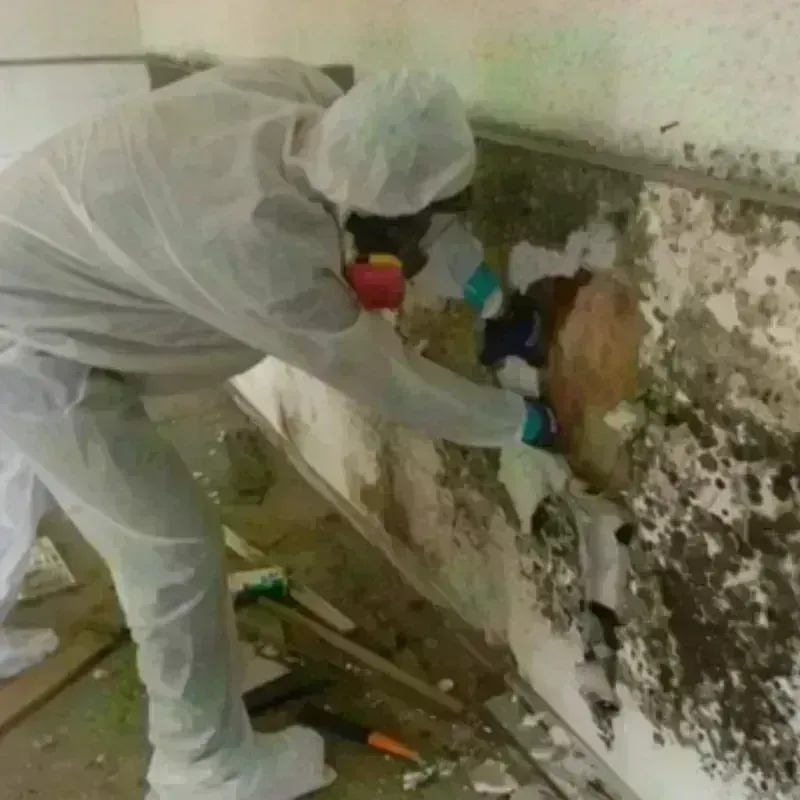 Mold Remediation and Removal in West Haven, CT